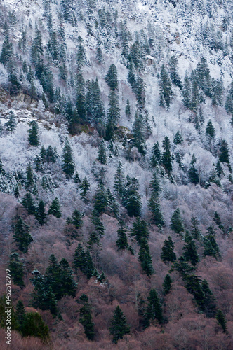 Snow-covered mixed forest in vertical composition