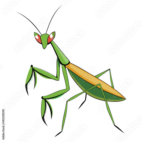 Carolina Mantis Insect Illustration
