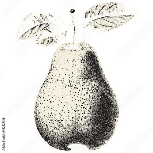 Hand drawn pear, old engraving style, stipple texture, vintage fruit sketch, block stamp vector, black ink art, farmhouse fruit illustration, classic etching fruit style,