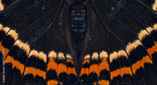 image of a simple butterfly wings pattern or texture ideal to be used as background	