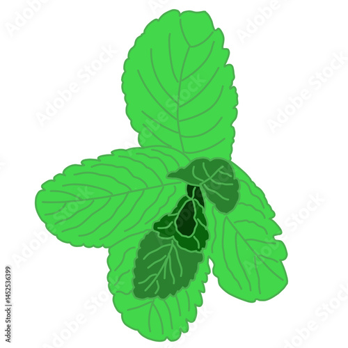 A stylized digital illustration of fresh mint leaves on a white background