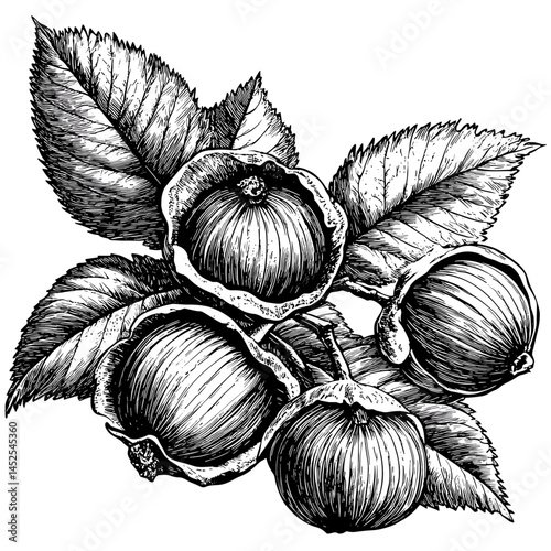 Hazelnuts, vintage, old engraving style, vector illustration, black sketch, woodcut engraving, hand drawn nut illustration, botanical nuts print, rustic food art, antique plant drawing,