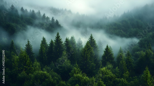 Misty Green Forest on Mountainside