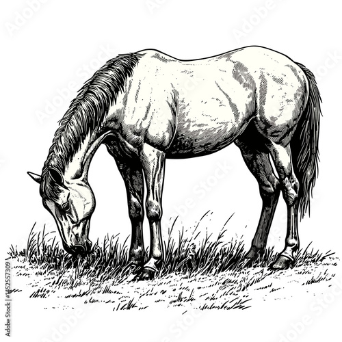 Horse grazing, vintage style woodcut, black sketch, antique farm scene, traditional engraving, old fashioned animal illustration, rustic countryside design, equestrian artwork