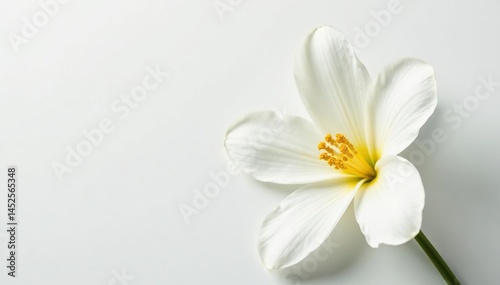 Close-up of pristine white flower petals against pure white backdrop, backdrop, closeup