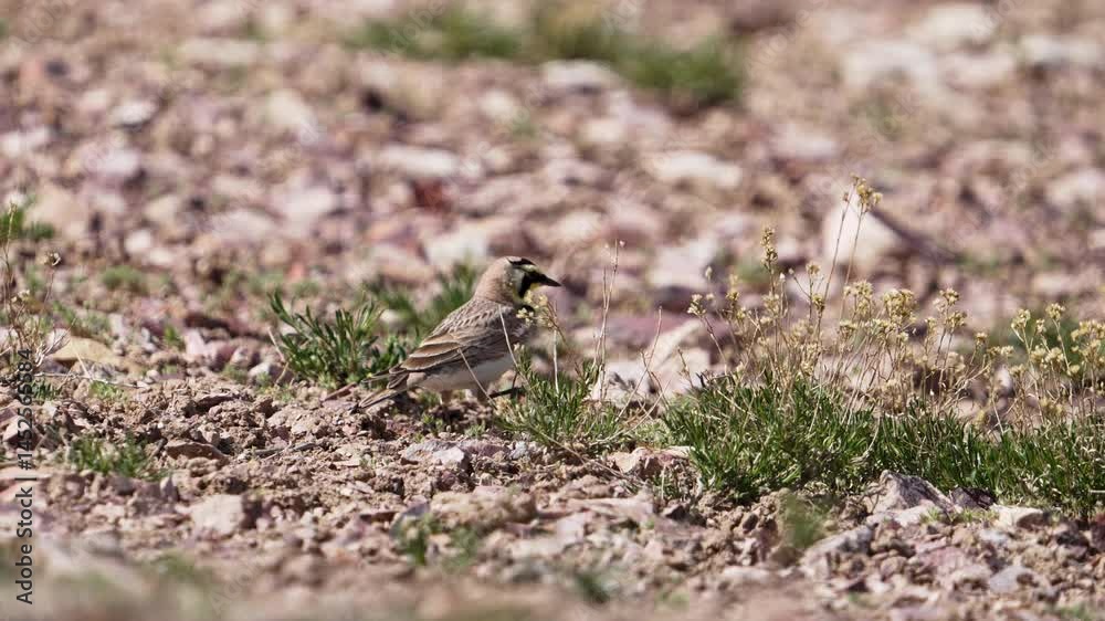 Horned Lark moving through the desert landscape in Utah during the spring. Horned Lark moving through the desert landscape in Utah during the spring.