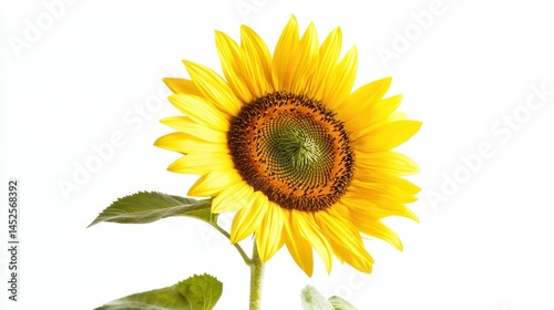 Single bright yellow sunflower against a white background.