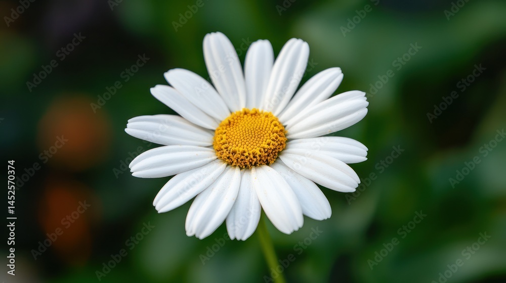 Single white daisy with crisp, delicate petals. Single white daisy with crisp, delicate petals.