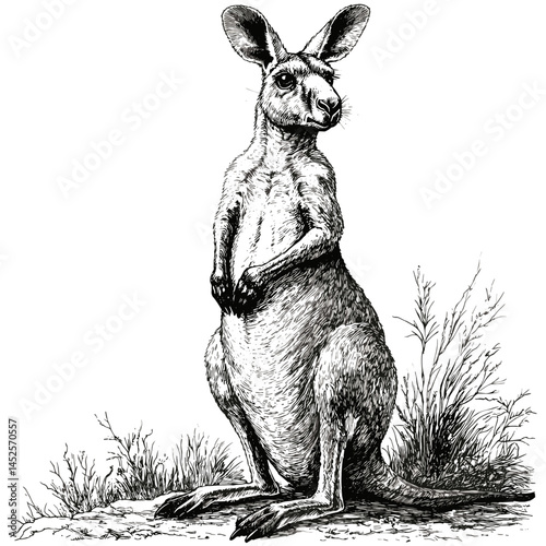 Black and white kangaroo sketch, vintage engraving style, hand drawn animal vector, retro wildlife art, old illustration, antique jungle creature, nature ink design, marsupial art