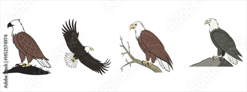 Illustrations of majestic bald eagles in various poses including perched, flying, and resting, capturing avian beauty and symbolic strength.
