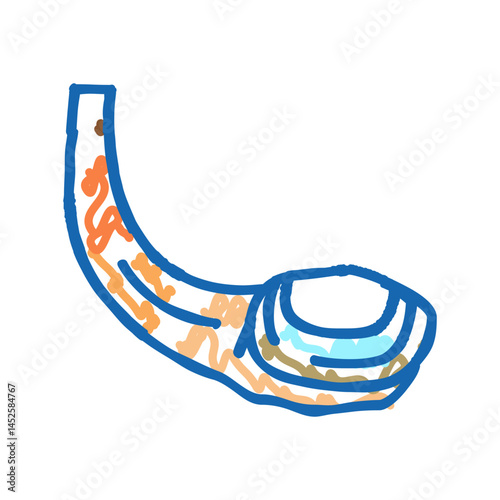 geoduck pacific clam icon doodle illustration