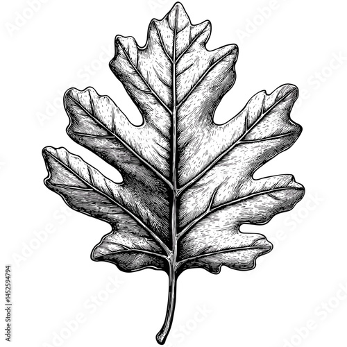 Black and white oak leaf, vintage block print style, grunge effect sketch, old engraving style, hand drawn leaf art, rustic illustration, antique plant graphic, monochrome vector