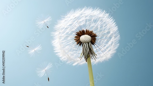 Closeup Dandelion Seeds Head with Seeds Flying Away