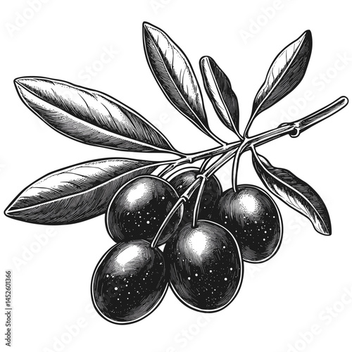 Vintage olive sketch, black vector illustration, old woodcut engraving style, trendy rustic design, antique botanical drawing, classic etching, retro plant art, organic fruit ink,