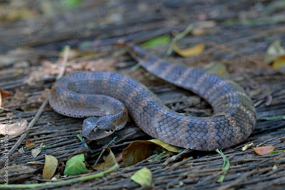 Obraz premium Death adder snakes on the ground