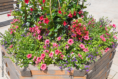 Fototapeta Naklejka Na Ścianę i Meble -  wooden planter with red petunias , mandevilla and scaevola flowers