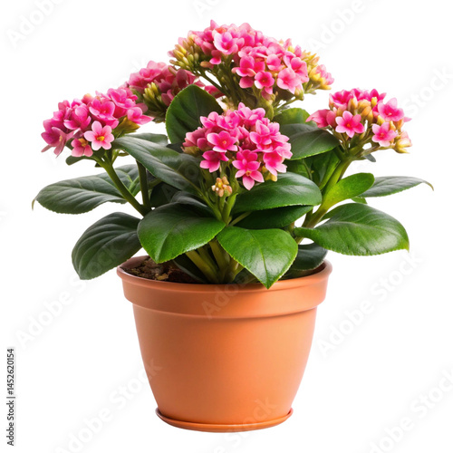 Wallpaper Mural pink chrysanthemum in a pot isolated Torontodigital.ca