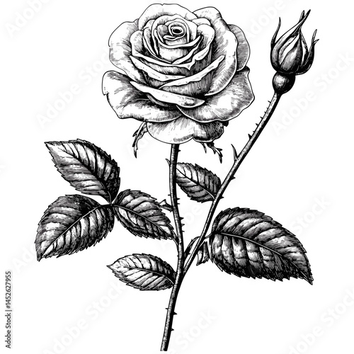 Vintage rose, woodcut vector, old engraving style, black floral sketch, antique rose flower, retro flower illustration, hand drawn botanical rose, rustic floral vector,