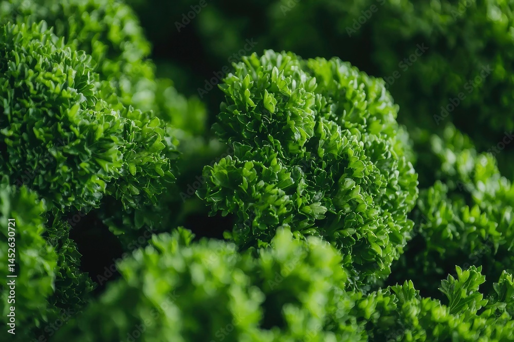 Close-up of vibrant green, curly parsley, showcasing its intricate texture and fresh appearance Close-up of vibrant green, curly parsley, showcasing its intricate texture and fresh appearance