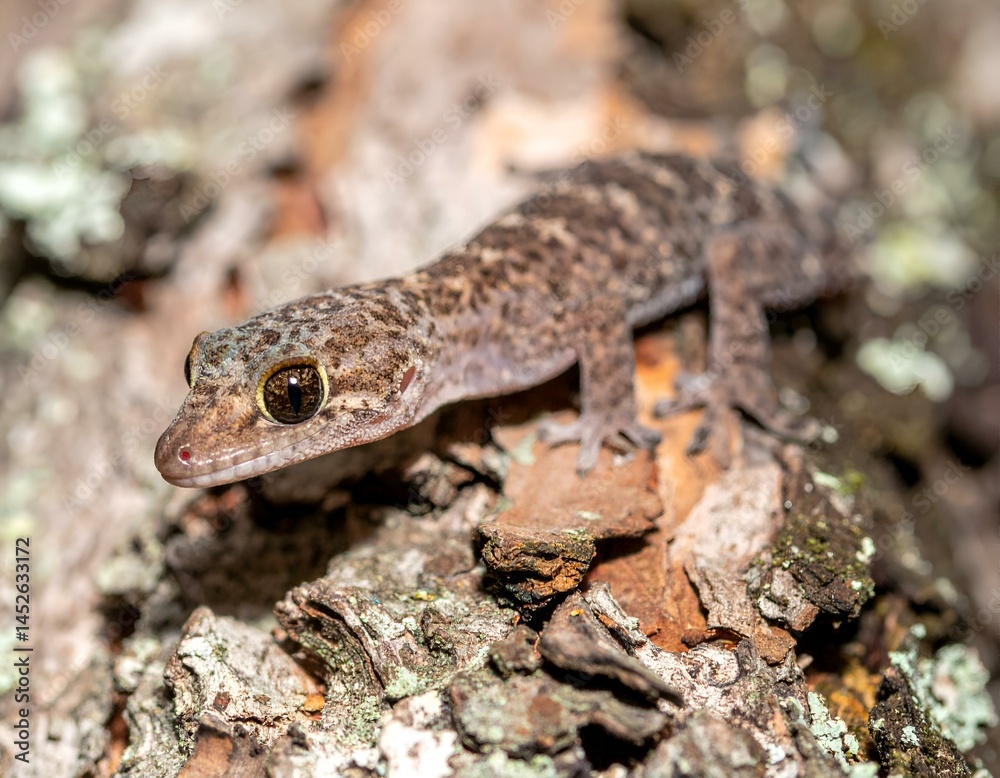 Close-up of a small gecko on tree bark. Perfect for nature, wildlife, and reptile themed projects. Close-up of a small gecko on tree bark. Perfect for nature, wildlife, and reptile themed projects.