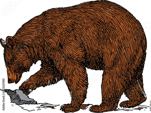 Brown Bear Illustration: Foraging Wild Animal Vector Art Design Isolated on White Background