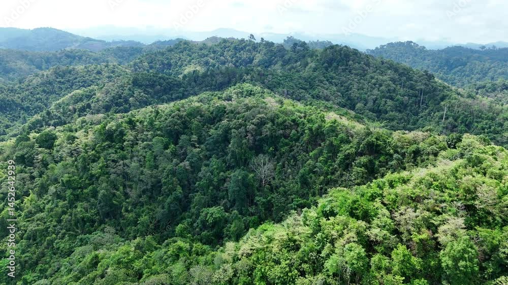 Aerial drone shot over primary Jungle tropical rain forest in Nan, Thailand. Aerial view, moving over a rainforest tree canopy in a slow pace beautiful green nature background of a tropical forest. Aerial drone shot over primary Jungle tropical rain forest in Nan, Thailand. Aerial view, moving over a rainforest tree canopy in a slow pace beautiful green nature background of a tropical forest.
