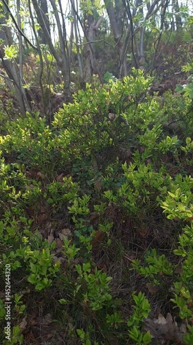 Blooming shrubs of wild berry - Common bilberry or Blueberry with fresh green foliage and flowers sway in wind in sunlight in spring forest at sunny day. Springtime natural background, vertical shot.