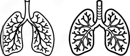 human lungs alveoli on white background