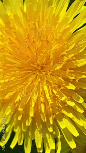 Close-up of a vibrant yellow dandelion flower surrounded by lush green leaves. The image highlights the intricate details of the dandelion with light shining on the petals.