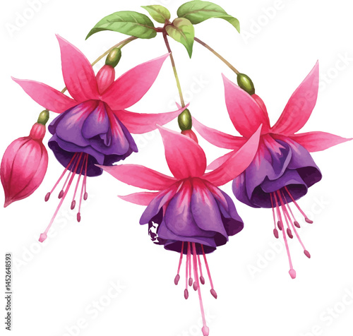 Hanging Fuchsia Flowers Watercolor, Pink and Purple Fuchsia Illustration