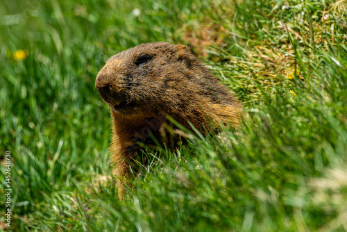 Marmots photographed on the way up the mountain called ‘Altmann’ in the Alpstein mountains in eastern Switzerland.