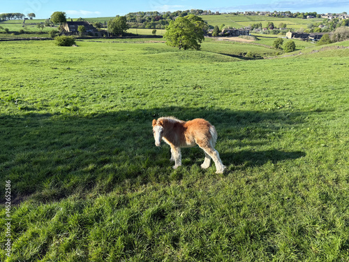 A young foal stands in a lush, green meadow under a bright blue sky. Rolling hills and scattered trees create a picturesque rural landscape in, Thornton, Yorkshire, UK