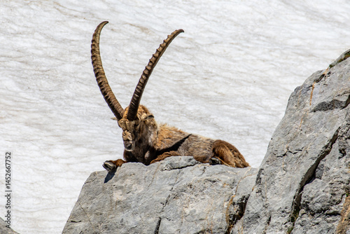 Capricorn photographed on the way up the mountain called ‘Altmann’ in the Alpstein mountains in eastern Switzerland.