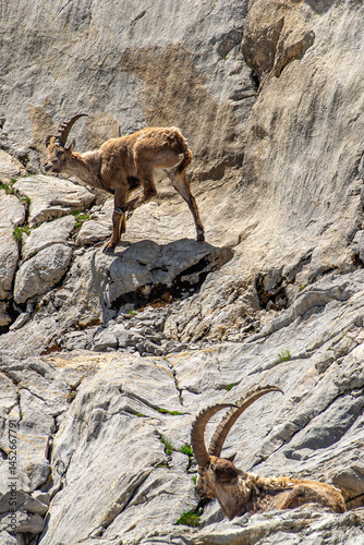 Capricorn photographed on the way up the mountain called ‘Altmann’ in the Alpstein mountains in eastern Switzerland.
