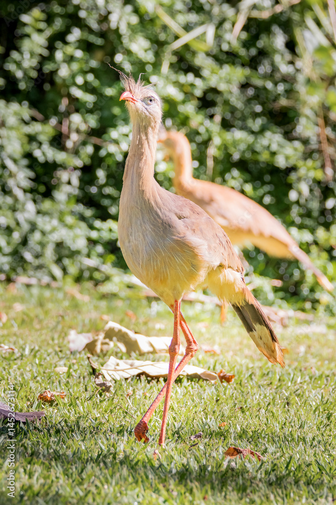 Obraz premium Brazilian Savannah Bird The birds of Brazil are very beautiful and have many colors
