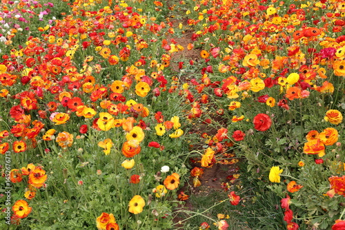 orange ranunculus