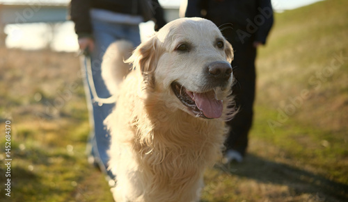 Картината върху платно Adorable Golden Retriever Dog Walking On Leash