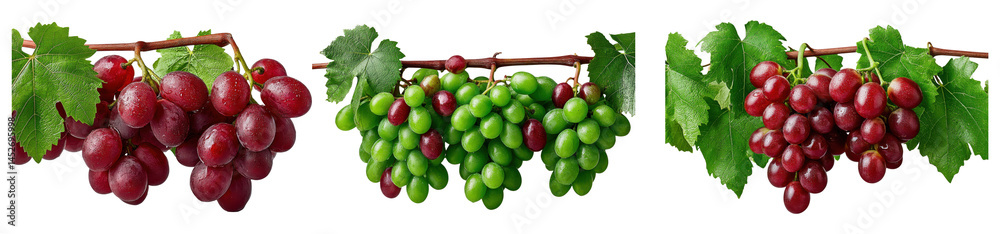 Fresh Red and Green Grapes on Vines with Leaves – Grape Bunches Isolated on White Background Fresh Red and Green Grapes on Vines with Leaves – Grape Bunches Isolated on White Background
