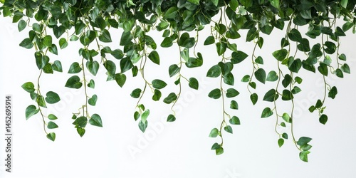 Hanging plant poster featuring trailing greenery like pothos and ivy