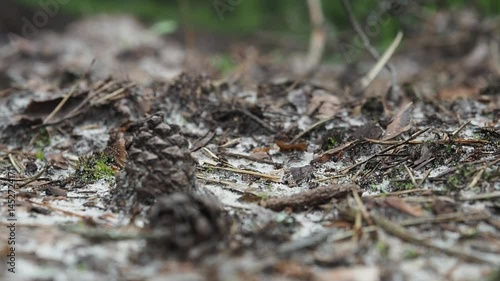 Forest floor covered with leaves and pine needles  