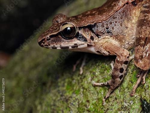 Wijayarana Javan frog close up with details 