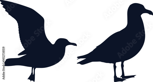 Silhouette of a seagull bird on white