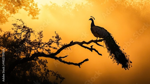 A silhouette of a peacock perching on the branch of a broken tree