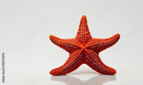 Obraz na płótnie A single red starfish sits atop a white background, perfect for illustrating ocean or marine life themes w salonie