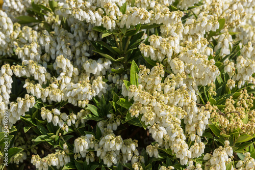 Canvas Print Pieris japonica 'Prelude', an interesting, evergreen small shrub