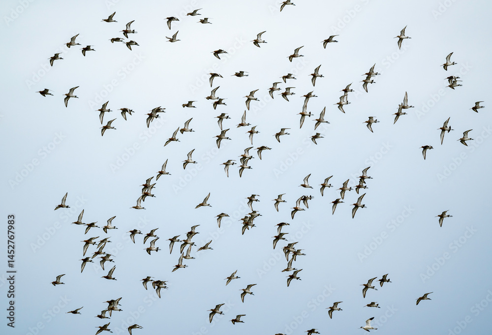 Fototapeta premium Barge à queue noire,.Limosa limosa, Black tailed Godwit