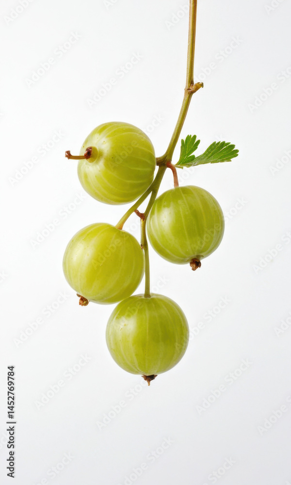 Fresh green gooseberries growing on a vine, ripe for picking