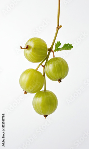 Fresh green gooseberries growing on a vine, ripe for picking