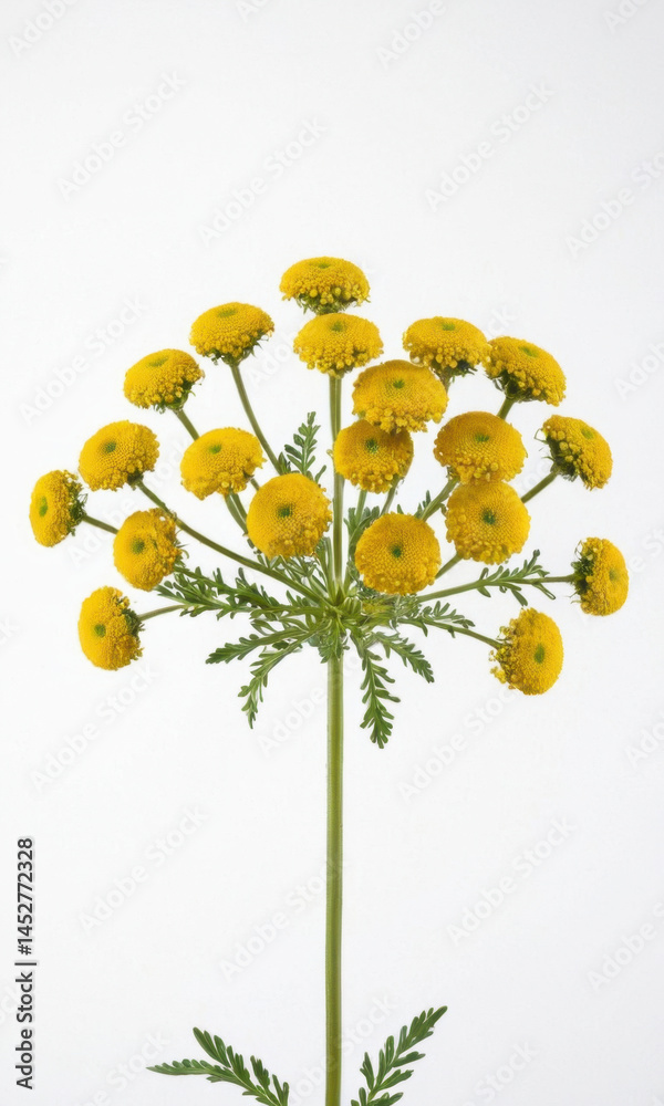 A bright yellow flower sits atop a stem of green leaves on a pure white background, perfect for illustrations and designs