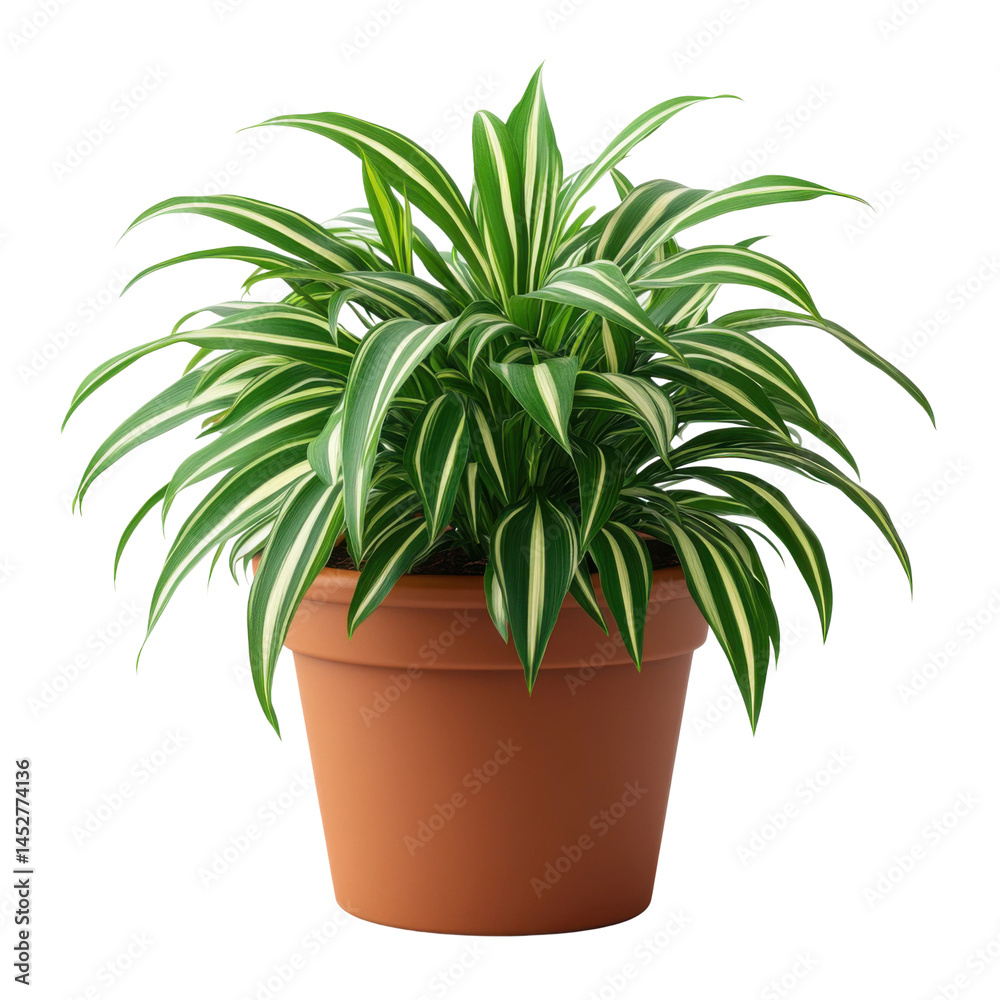 Guide to caring for indoor plants in a natural environment. Isolated on transparent background, png.